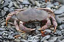 Atlantic Rock Crab - photo 3