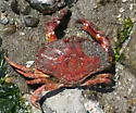 Red Rock Crab