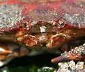 Red Rock Crab - photo 2