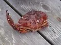 Red Rock Crab - photo 3