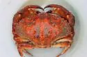 Red Rock Crab - photo 4