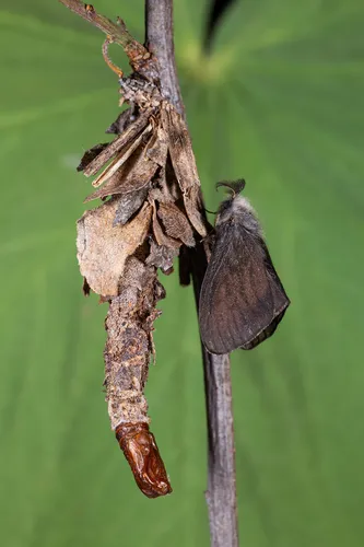 Spirit Moth - photo 4