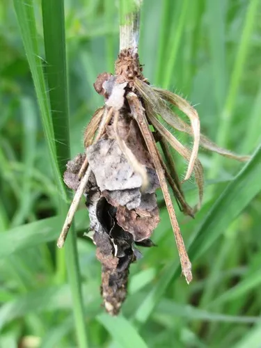 Spirit Moth - photo 5
