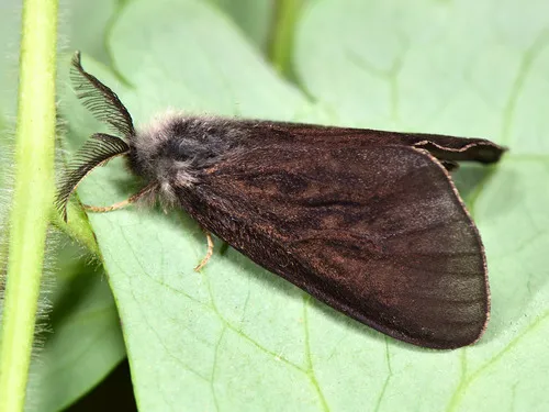 Spirit Moth - photo 6