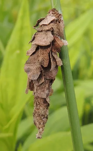 Spirit Moth - photo 7