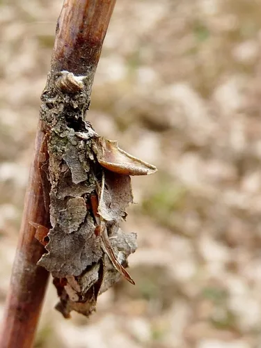 Spirit Moth - photo 8