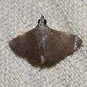 Cangetta violescentalis - Hodges#5123.1 - Cangetta violescentalis