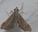 Cangetta violescentalis - Hodges#5123.1 - photo 2