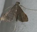 Cangetta violescentalis - Hodges#5123.1 - photo 3
