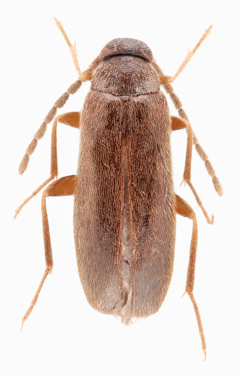 Canifa pallipes - photo 2
