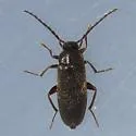 Canifa pusilla - Canifa pusilla