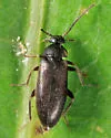 Canifa pusilla - photo 4