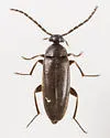 Canifa pusilla - photo 5