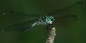 Gray-waisted Skimmer