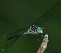 Gray-waisted Skimmer - photo 2