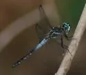 Gray-waisted Skimmer - photo 3