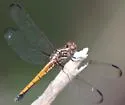 Gray-waisted Skimmer - photo 4
