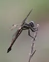 Gray-waisted Skimmer - photo 5