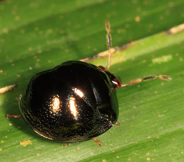 Canopidae - photo 3