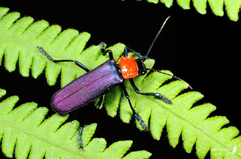 Soldier Beetles - photo 2