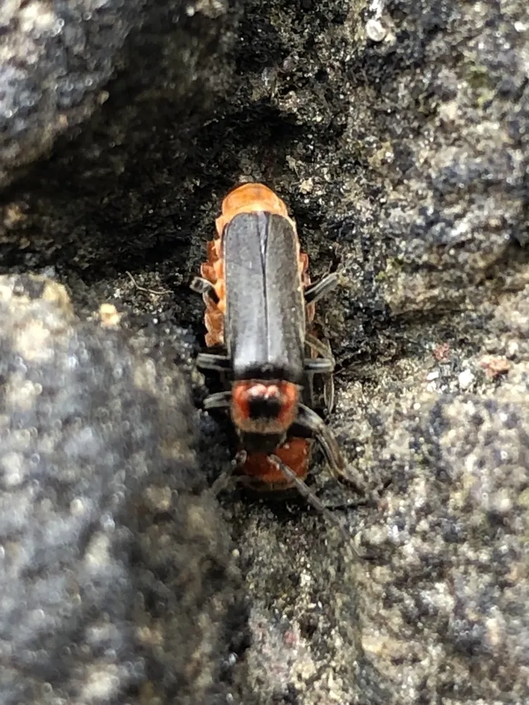Mountaineer Cantharid Beetle