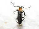 Cantharis aneba