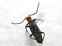 Cantharis aneba - photo 2