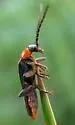 Cantharis aneba - photo 3