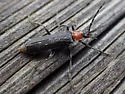 Cantharis aneba - photo 4