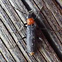 Cantharis aneba - photo 5
