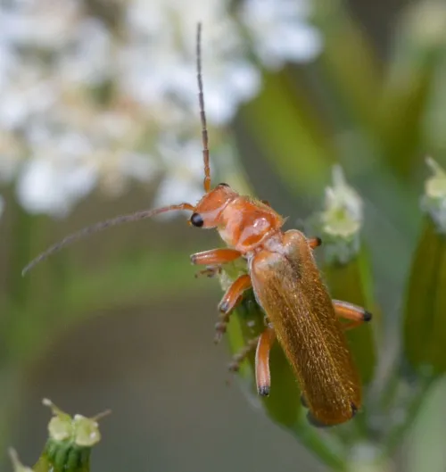 Cantharis cryptica