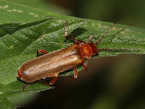 Cantharis cryptica - photo 2