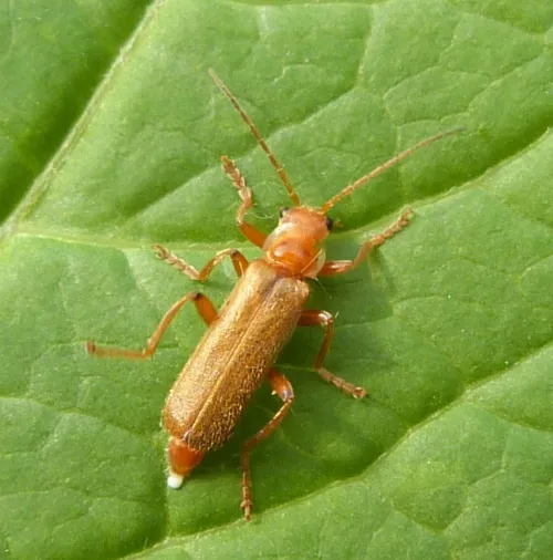 Cantharis cryptica - photo 3