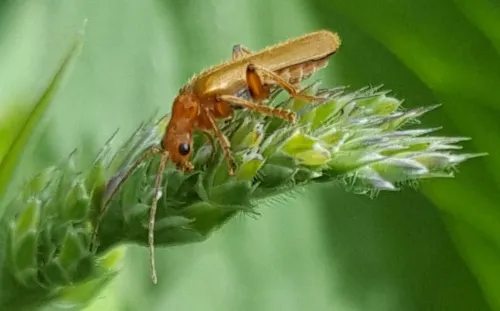 Cantharis cryptica - photo 4