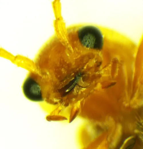 Cantharis cryptica - photo 5
