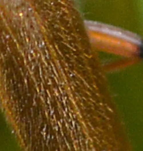 Cantharis cryptica - photo 6