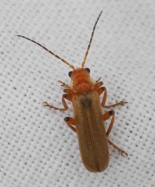 Cantharis cryptica - photo 7
