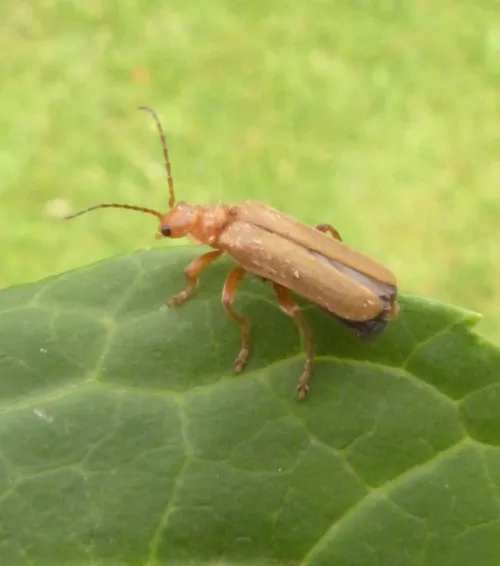 Cantharis cryptica - photo 8