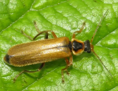Cantharis decipiens - photo 2