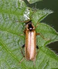 Cantharis decipiens - photo 3