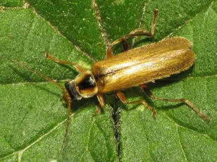 Cantharis decipiens - photo 4
