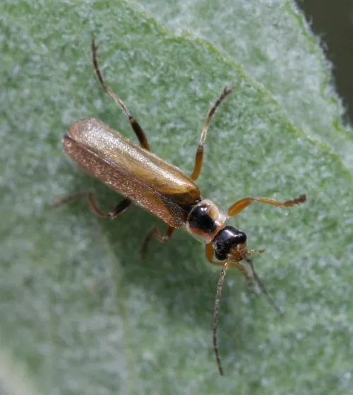 Cantharis decipiens - photo 5