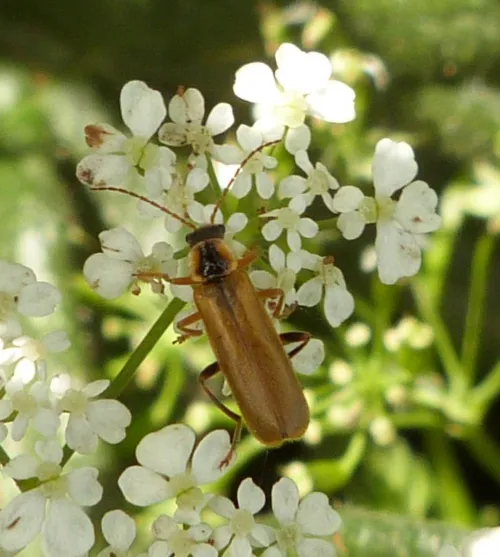 Cantharis decipiens - photo 6