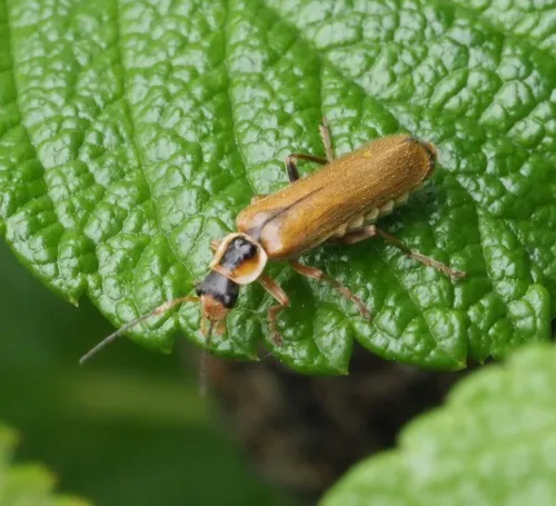Cantharis decipiens - photo 7