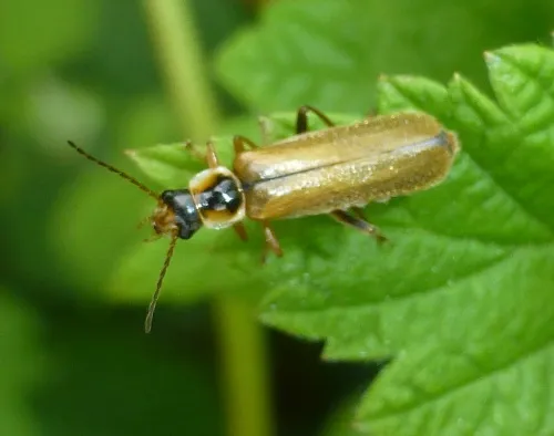 Cantharis decipiens - photo 8