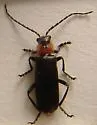 Cantharis fidelis
