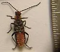 Cantharis fidelis - photo 2