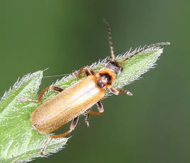 Cantharis figurata