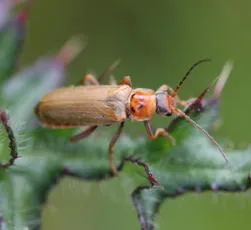 Cantharis figurata - photo 2