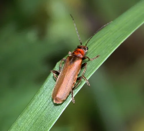 Cantharis figurata - photo 3